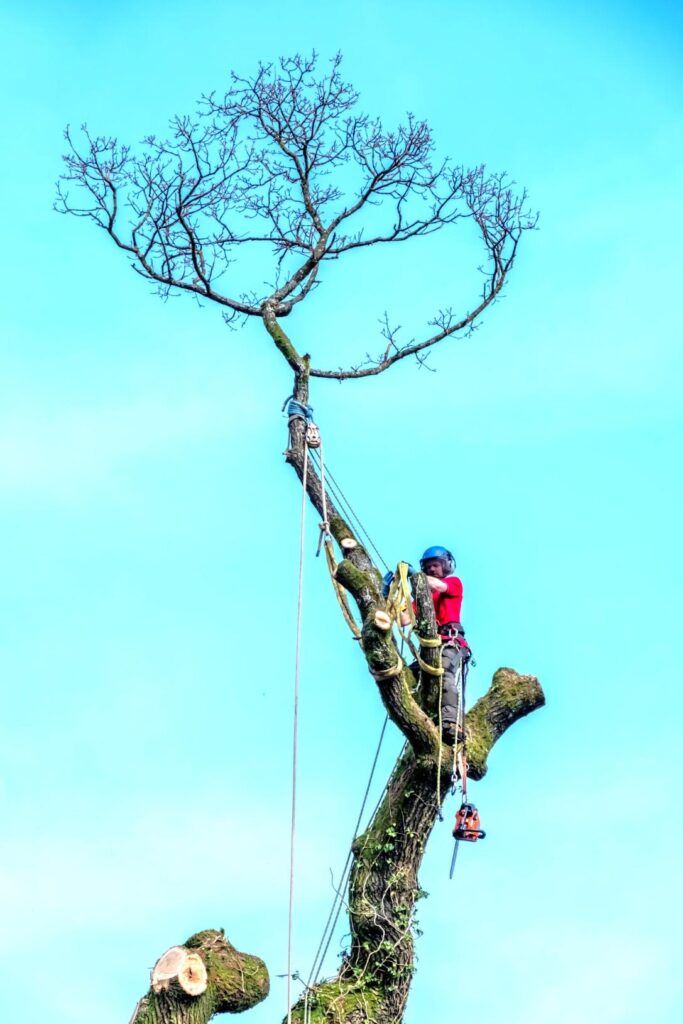 fakivágás láncfűrésszel Balatonberény, fakivagas lancfuresszel balatonbereny