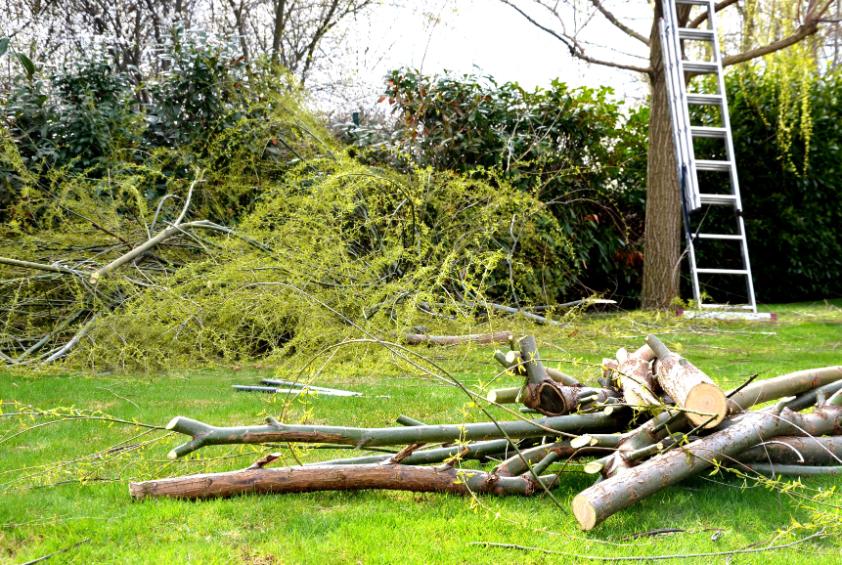 bozótirtás Balatonberény, bozotirtas balatonbereny